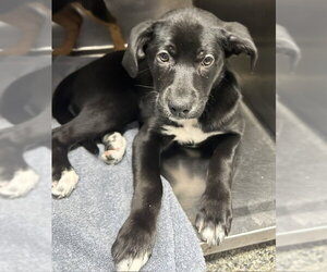 Rottweiler-Unknown Mix Dogs for adoption in Sterling, MA, USA