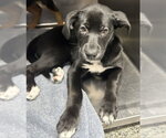 Small Rottweiler Mix