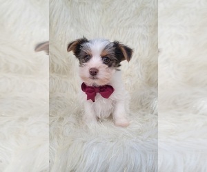 Yorkshire Terrier Puppy for sale in INDIANAPOLIS, IN, USA
