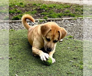 Stacey - Female Labrador Retriever-Unknown Mix Dog for Adoption - Photo #2