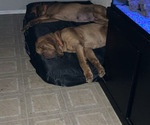 Small #4 Bloodhound