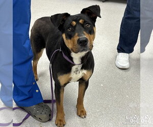 Mutt Dogs for adoption in Washington, DC, USA