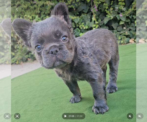 Medium Photo #2 French Bulldog Puppy For Sale in LOS ANGELES, CA, USA