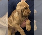 Red LM 1 - Male Bloodhound Puppy for Sale - Photo #7