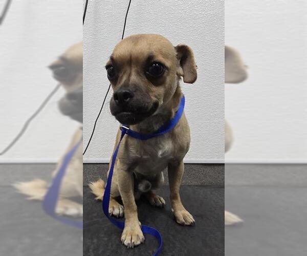 Medium Photo #1 Chug Puppy For Sale in HESPERIA, CA, USA