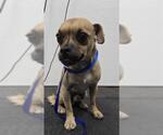 STEVE - Male Chug Dog for Adoption - Small photo