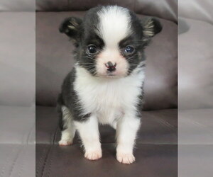 Chihuahua Puppy for sale in HAYES, VA, USA