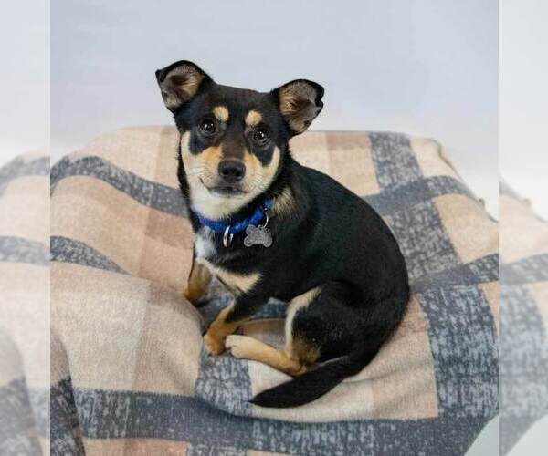 Medium Photo #6 Chihuahua-Unknown Mix Puppy For Sale in Kennesaw, GA, USA
