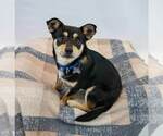 Small #5 Chihuahua Mix