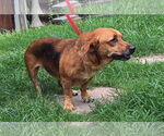 Small #1 Basset Hound Mix