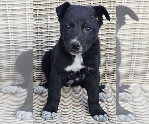 Medium Photo #1 German Shepherd Dog-Unknown Mix Puppy For Sale in Alexander, AR, USA