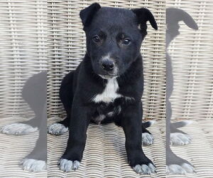 German Shepherd Dog-Unknown Mix Dogs for adoption in Alexander, AR, USA