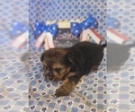 Small #24 Yorkshire Terrier