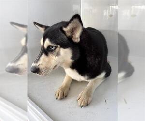 Siberian Husky-Unknown Mix Dogs for adoption in Houston, TX, USA