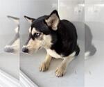 Small Siberian Husky Mix