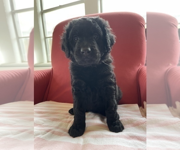 Medium Photo #10 Golden Mountain Doodle  Puppy For Sale in FORT SMITH, AR, USA