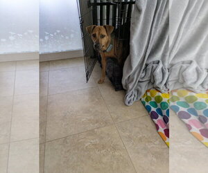 Rosemary  *FH* - Female Mutt Dog for Adoption - Photo #6