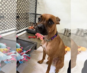Boxer-Unknown Mix Dogs for adoption in Williamsburg, IA, USA