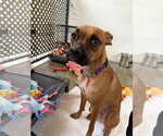 Small #1 Boxer Mix