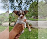 Small Photo #4 Chihuahua Puppy For Sale in CANYON LAKE, TX, USA