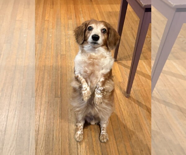 Medium Photo #2 Dachshund Puppy For Sale in Tampa, FL, USA