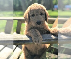 Labradoodle Puppy for sale in PIERSON, FL, USA