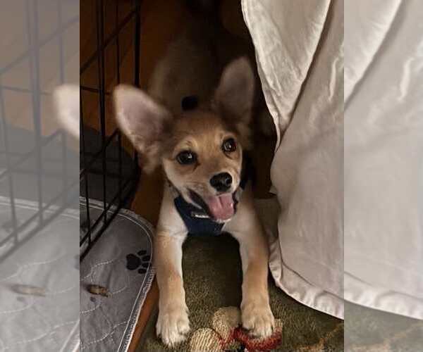 Medium Photo #4 Mutt Puppy For Sale in New York, NY, USA