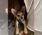 Small #3 Mutt