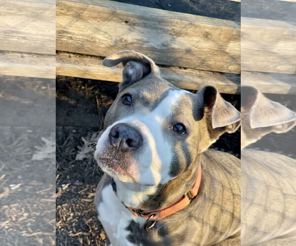 Medium Photo #2 Mutt Puppy For Sale in Mount Laurel, NJ, USA