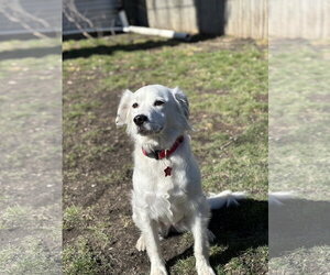 Border Collie-Unknown Mix Dogs for adoption in Highland, IL, USA