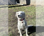 Small Border Collie Mix
