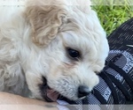 Small Photo #11 Bichpoo Puppy For Sale in MELROSE, FL, USA