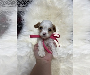 Cavapoo Puppy for sale in JEFFERSONVILLE, IN, USA