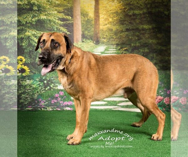 Medium Photo #3 German Shepherd Dog-Mastiff Mix Puppy For Sale in Tampa, FL, USA