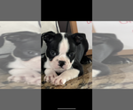 Image preview for Ad Listing. Nickname: AKC Green