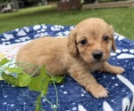 Image preview for Ad Listing. Nickname: Buttercup