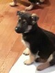Small Photo #7 German Shepherd Dog Puppy For Sale in SPOKANE, WA, USA