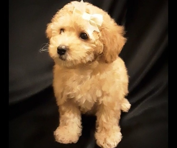 Medium Photo #1 Poodle (Miniature) Puppy For Sale in MANCHESTER, NH, USA