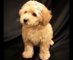 Small Photo #1 Poodle (Miniature) Puppy For Sale in MANCHESTER, NH, USA