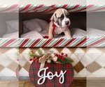 Puppy 2 Boerboel