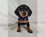 Puppy Purple female Dachshund