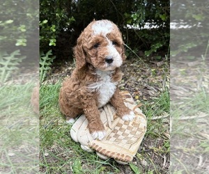 Cockapoo (Miniature) Puppy for sale in MIDDLEBURY, IN, USA