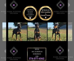 Doberman Pinscher Puppy for sale in WARSAW, IN, USA