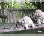 Small Photo #27 Golden Retriever Puppy For Sale in MILLVILLE, MA, USA
