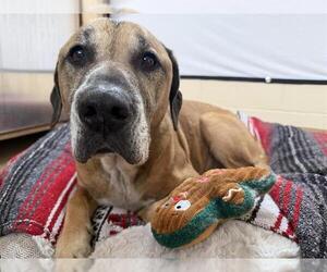 Golden Retriever-Unknown Mix Dogs for adoption in Chula Vista, CA, USA