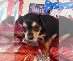 Small Photo #3 Yorkshire Terrier Puppy For Sale in AKRON, OH, USA