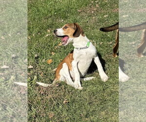 Jason - Male Mutt Dog for Adoption - Photo #4