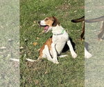 Small Photo #4 Mutt Puppy For Sale in Osgood, IN, USA