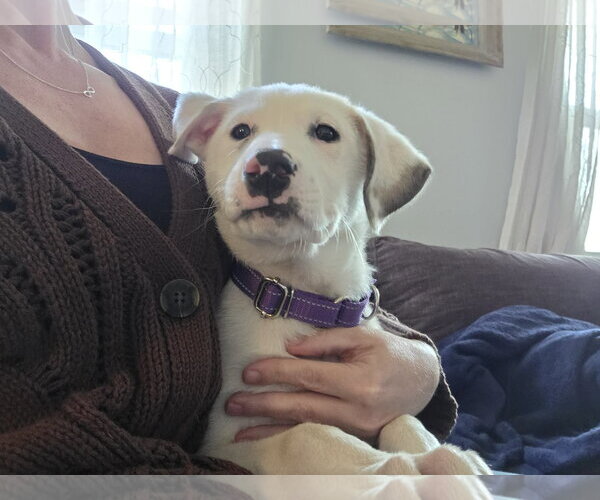 Medium Photo #2 Great Pyrenees-Unknown Mix Puppy For Sale in pomfret, CT, USA