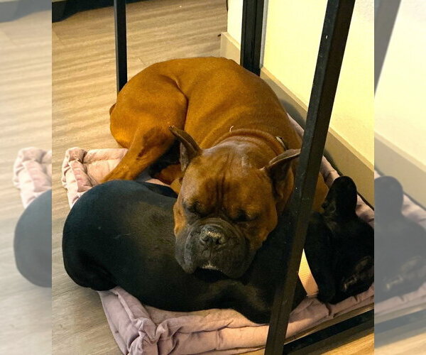 Medium Photo #3 Boxer Puppy For Sale in Austin, TX, USA